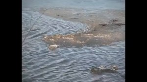 г.  Островной весна  2005 г.