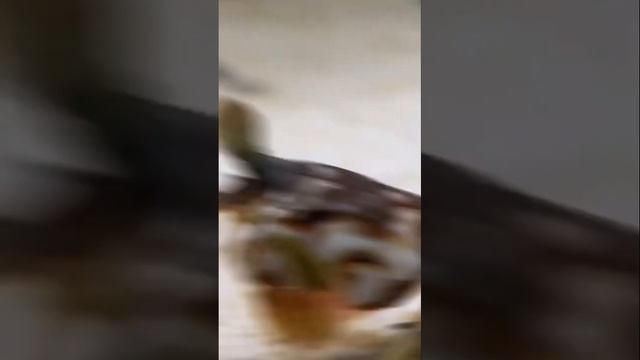 Рак-богомол! Существо невероятной красоты... смотреть онлайн