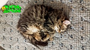 Чика стал котомужчиной