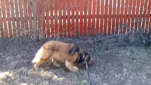 Доби первый выход смотреть онлайн