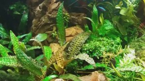 Криптокорина Гудоро (Cryptocoryne hudoroi)