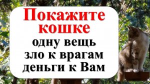 Как вернуть зло врагу и открыть поток денег? Покажите кошке одну вещь и наблюдайте за чудесами!