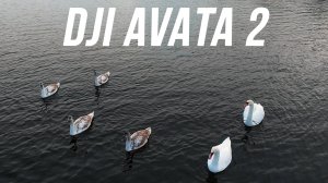 DJI AVATA 2 + БЕССТРАШНЫЕ ЛЕБЕДИ + ПЕРВЫЙ СНЕГ ❄ 👍 😉