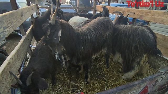 18.04.2021 ТУРТКУЛЬ КУЙ БОЗОР НАРХЛАРИ| 18.04.2021 TURTKUL QOʻY BOZOR NARXLARI