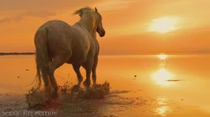 Царство животных — живописный фильм о дикой природе с успокаивающей музыкой!...