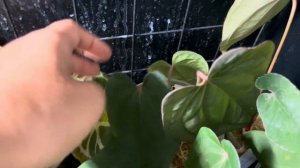 300+ растений из Тайланда | Обзор закупки | Часть 2