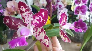 Орхидея Каттлея. Особенности этой орхидеи и ухода за ней.