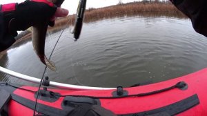 Попал на бешеный жор щуки. Рыбалка Саратов