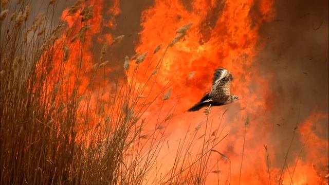 Эко реклама Копыловы Екатерина смотреть онлайн