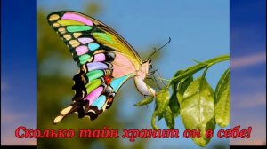 Загадки природы