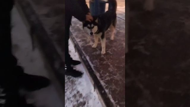 Шорты домашние Вайлдберриз
