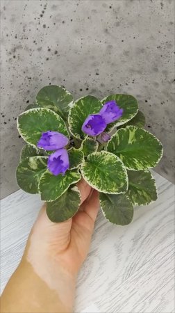 Фиалка КНН-Крокус