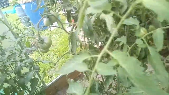 Как остановить фитофтору