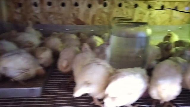 РАЗВЕДЕНИЕ И ВЫРАЩИВАНИЕ ПЕРЕПЕЛОВ   ЭТО ПРОСТО  НАМ УЖЕ 15 ДНЕЙ