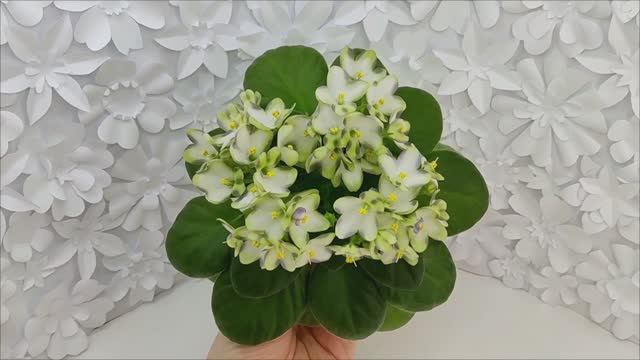 Фиалка химера Марина Цветаева