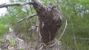 Роение диких пчёл