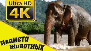 СЛОН Животные в дикой природе / Развивающие видео про Животных