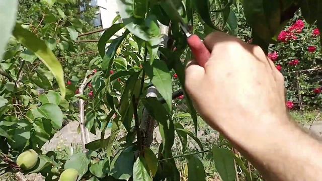 Летняя обрезка ПЕРСИКА на УРОЖАЙ. Основные советы из опыта.