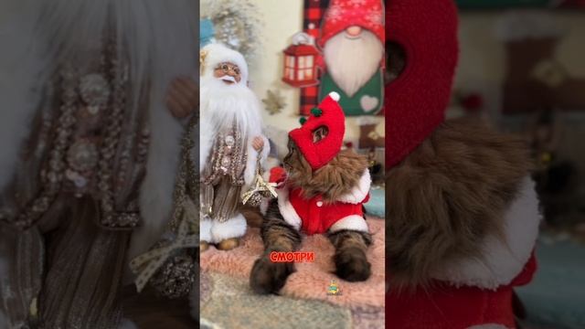 А какой вы ждете подарок?🎁🎄 #котик #подарок #милыекотики