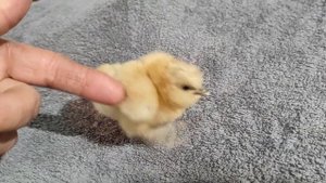 Вылупились китайские шелковые цыплята