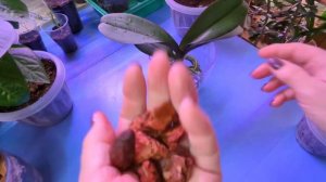 12.05.24.Орхидея Magic Art пересадка в кору.