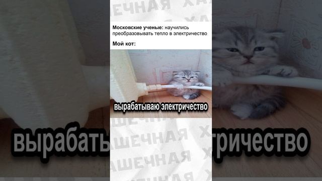 Мемы есть мемы #приколы #мемы #мем #юмор #лютыеприколы #хахашечная