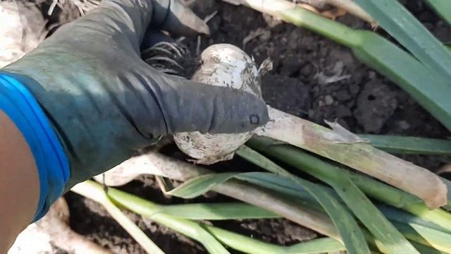 Зачем подвязала арбузы. Убираю чеснок. Очередной пересорт.#жизньвдеревне#алтайскоесело#огород смотреть онлайн