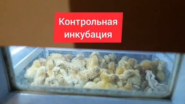 Перепел улетел в Штаты//Перепел Техасский А+утяжелённый Хитрук Елена Украина
