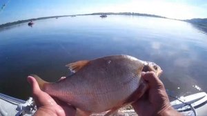 Ловля леща на подпуск в августе. Пенопласт в деле. Великий Враг.р.Волга 2022г.mp4