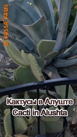 Кактусы в Алуште