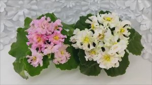 Фиалки АВ-Златые Горы и АВ-Золотая Текила