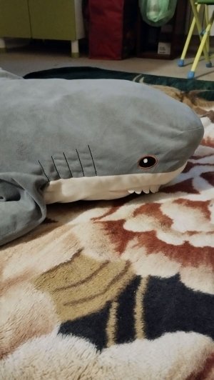 вечерний влог с акулой 🦈