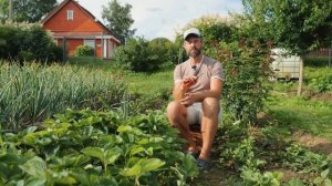 УРОЖАЙ КЛУБНИКИ СОБРАН, ЧТО ДАЛЬШЕ? Работы после сбора урожая клубники.