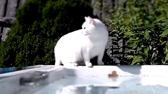 Верея,жарень в субботу котам требуется вода на даче.30.07.2022 смотреть онлайн