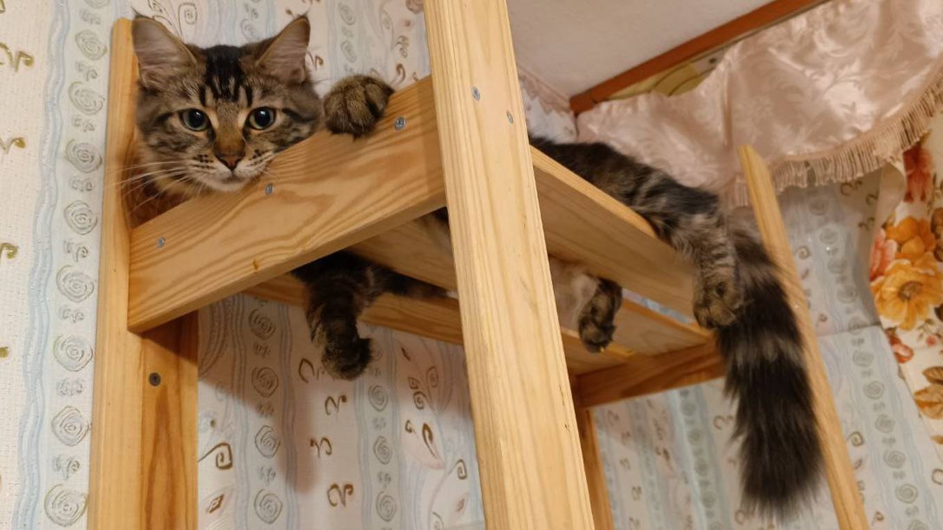 Смешные коты кошки и котята