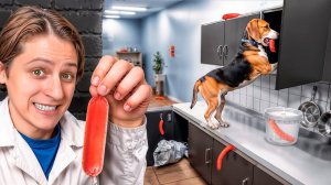 Спрятал 100 Сосисок от Собаки! МАМИКС