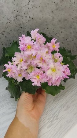 Фиалка ЕК-Линжери