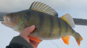 КИЛОГРАММОВЫЙ ГОРБАЧ СОБЛАЗНИЛСЯ ЧЁРТИКОМ !!!! Дикая раздача трофеев.