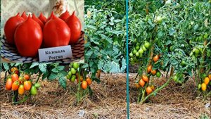 КАТАЛОГ томатов на 2025г. ЗАКАЗ СЕМЯН