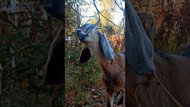 Ох уж эти ушки 😍