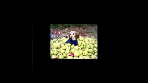 топ 10 собак с яблоком