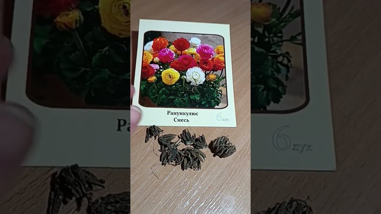 Как хранить луковичные цветы до посадки? Прошу совета #shots