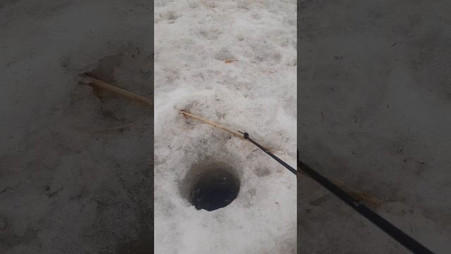 карась со льда весной. краткий обзор смотреть онлайн