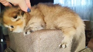 котята-золотая шиншилла в Энгельсе.