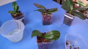 04.07.24.Орхидея Дикий кот..теряет тургор ..пересадка..