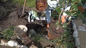 Дача на Юге - Магнолия Грандифлора