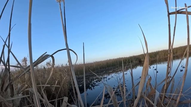 Охота на Утку 🦆🦆🦆 Краснодарский край Брюховецкий район.#охотанаутку