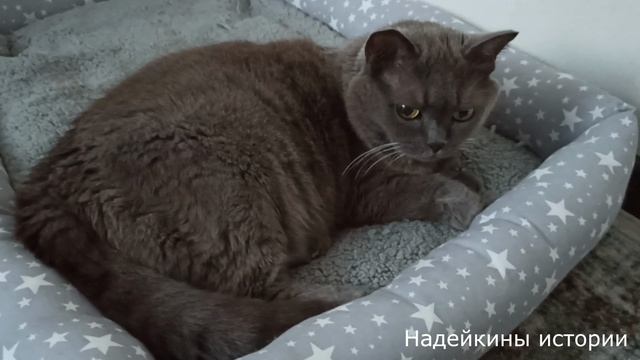 Гренки, Кошки  просто Хорошее настроение
