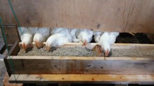 Кормушка для Бройлеров своими руками