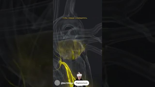 X03182237  Сердце  Проводящая система